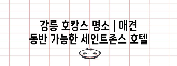 강릉 호캉스 명소 | 애견 동반 가능한 세인트존스 호텔