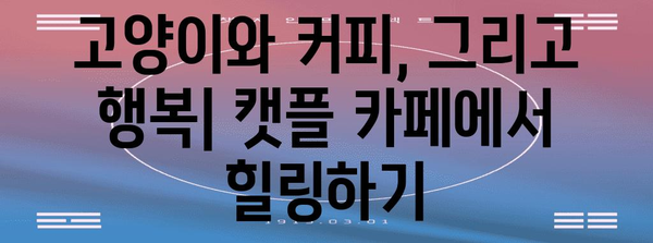 하남 고양이 천국 | 캣플 카페 탐방기