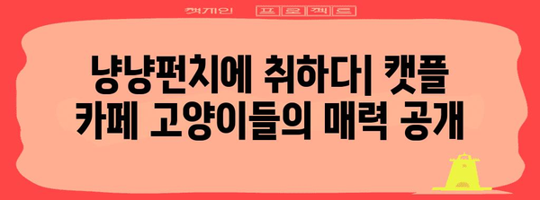 하남 고양이 천국 | 캣플 카페 탐방기