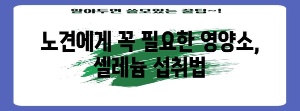 노년견의 건강 비결 | 셀레늄의 힘