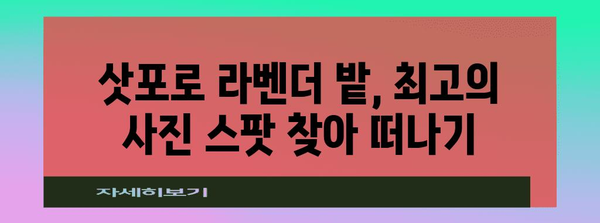 삿포로 라벤더 여행 가이드 | 만개 시기와 옷차림 팁