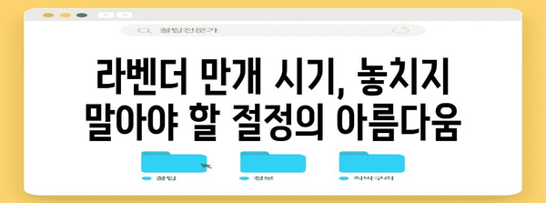 삿포로 라벤더 여행 가이드 | 만개 시기와 옷차림 팁